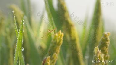 早晨水稻上的蜘蛛昆虫露水